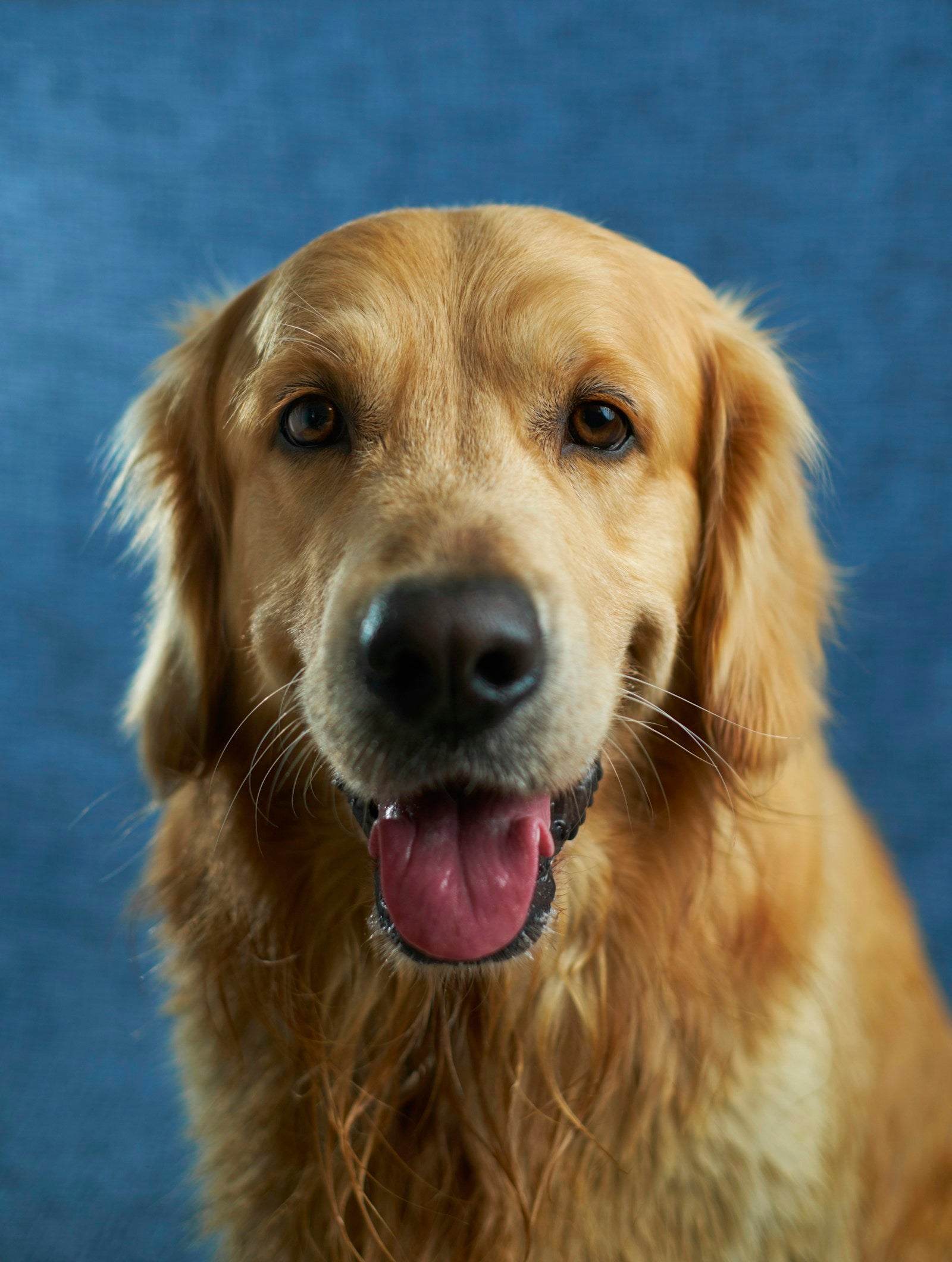 Original golden retriever photo